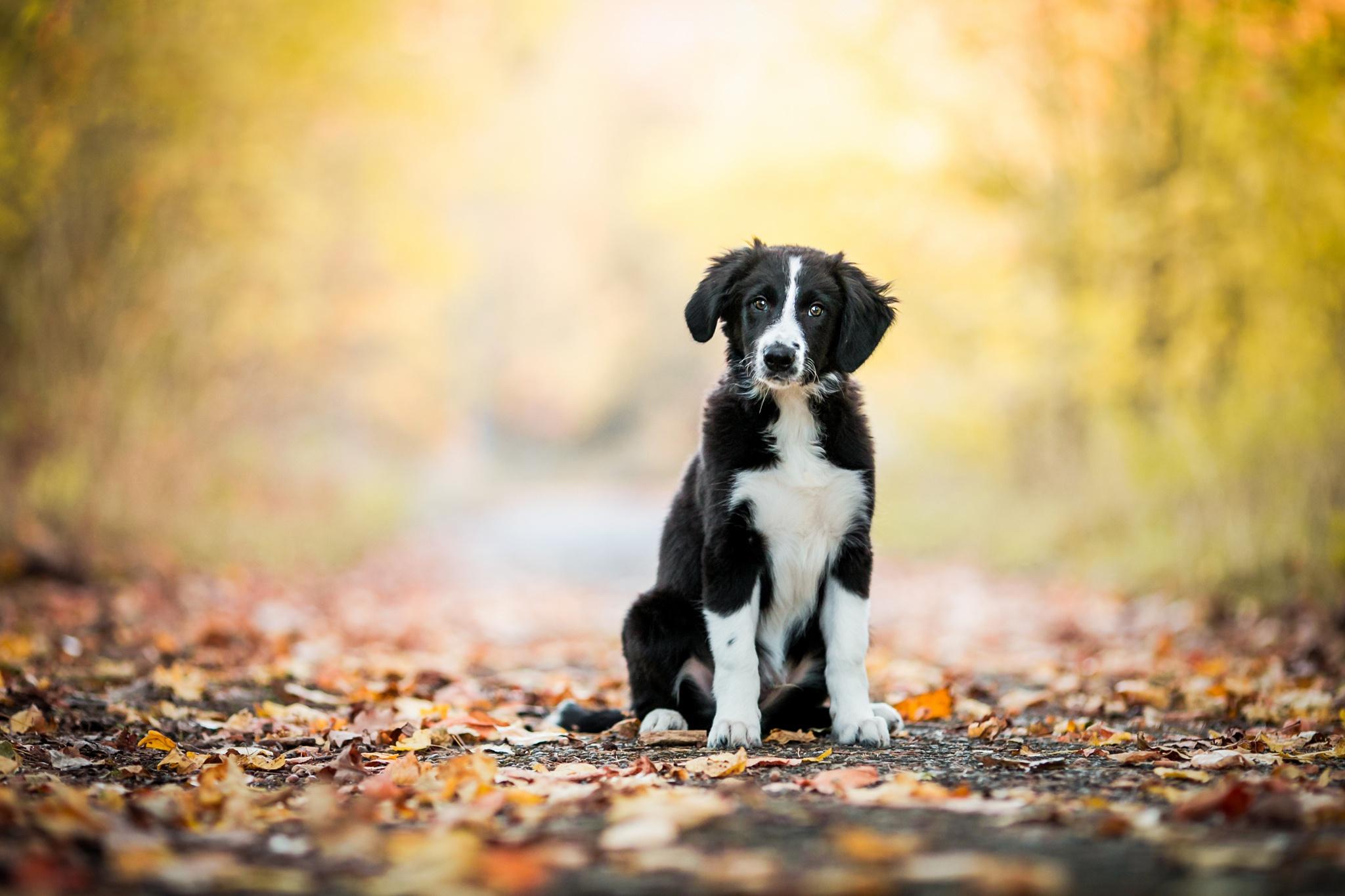 2048x1365 Border Collie HD Wallpaper
