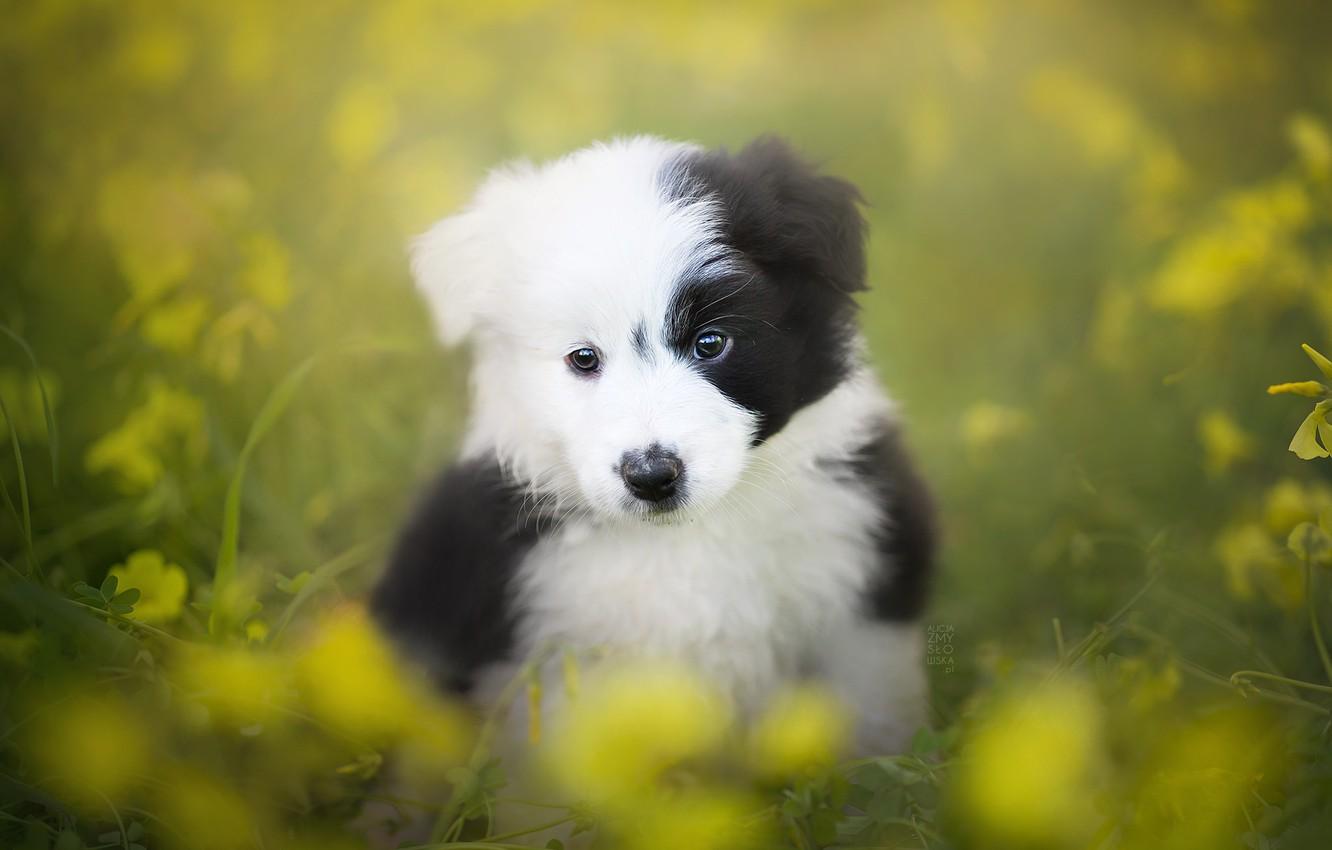 1332x850 Wallpaper look, dog, puppy, bokeh, The border collie image for desktop, section собаки