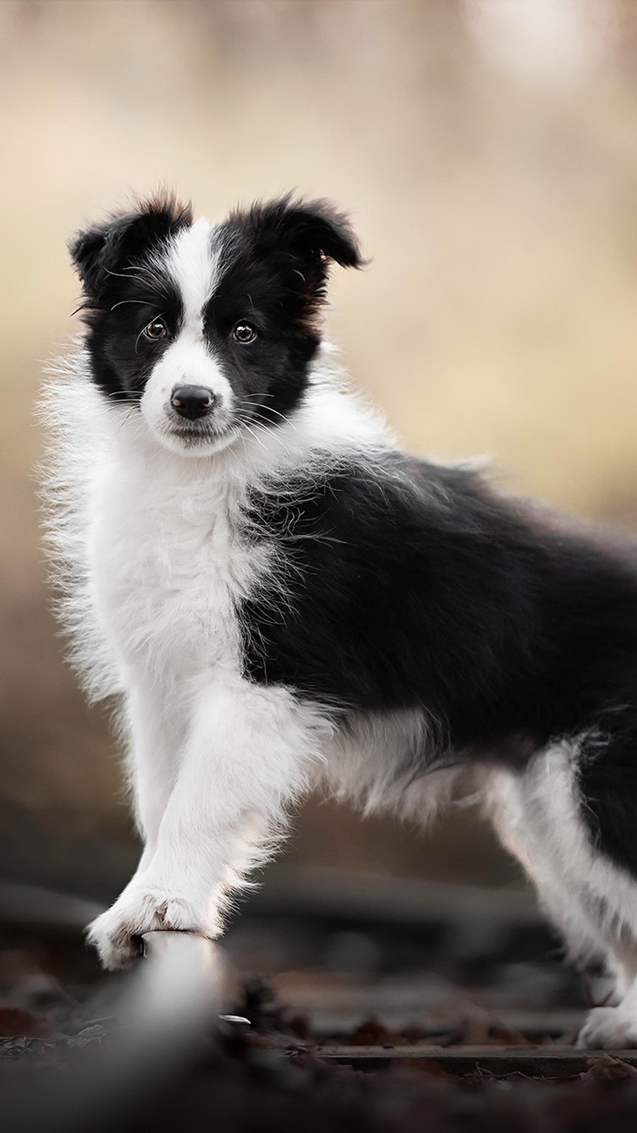 2160x3840 Border Collie Pet Dog 4K Ultra HD Mobile Wallpaper