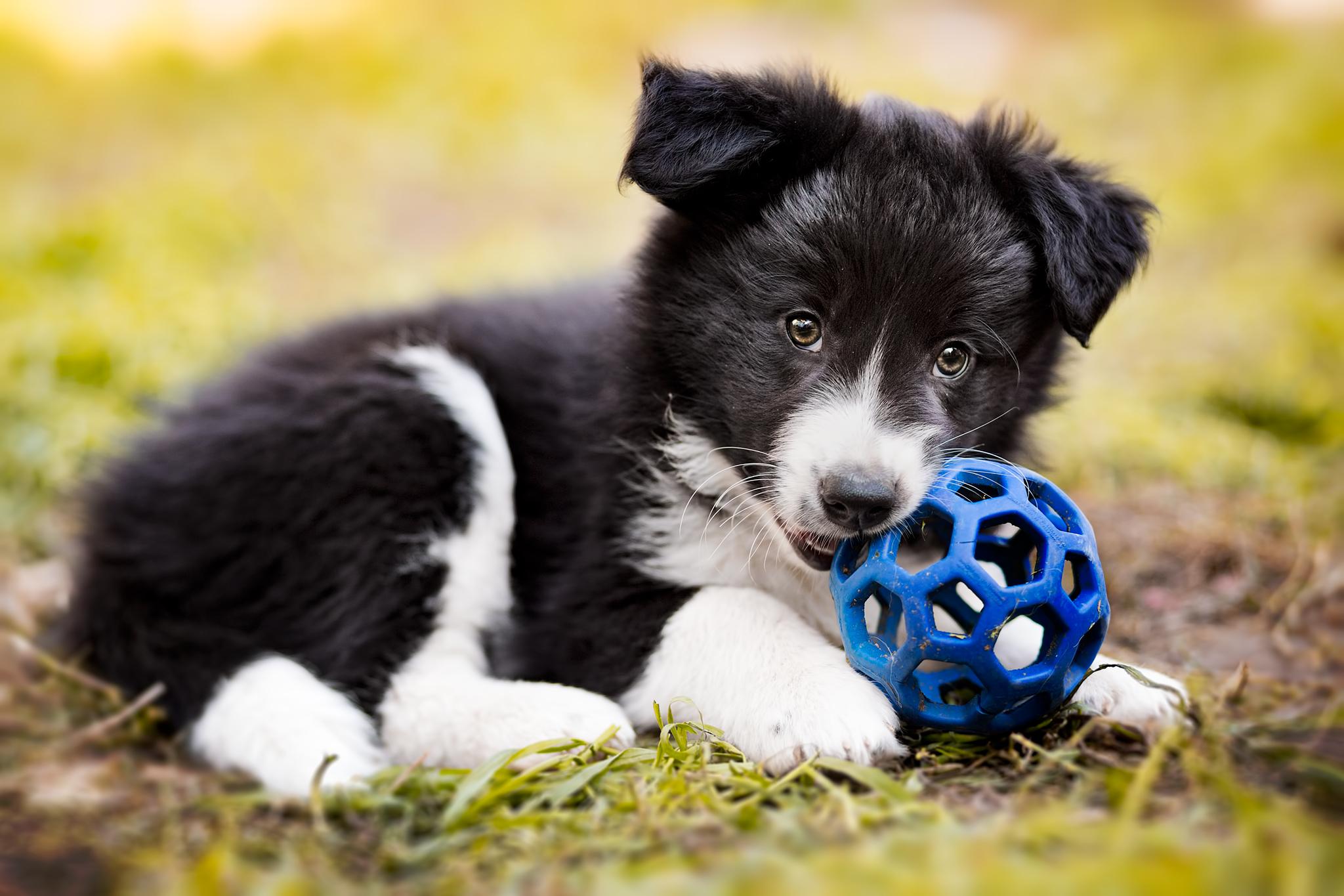 2048x1365 Cute Border Collie pup playing ball HD Wallpaper