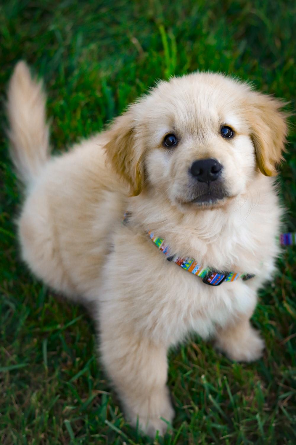 1000x1500 Puppy Wallpaper: Free HD Download [HQ]