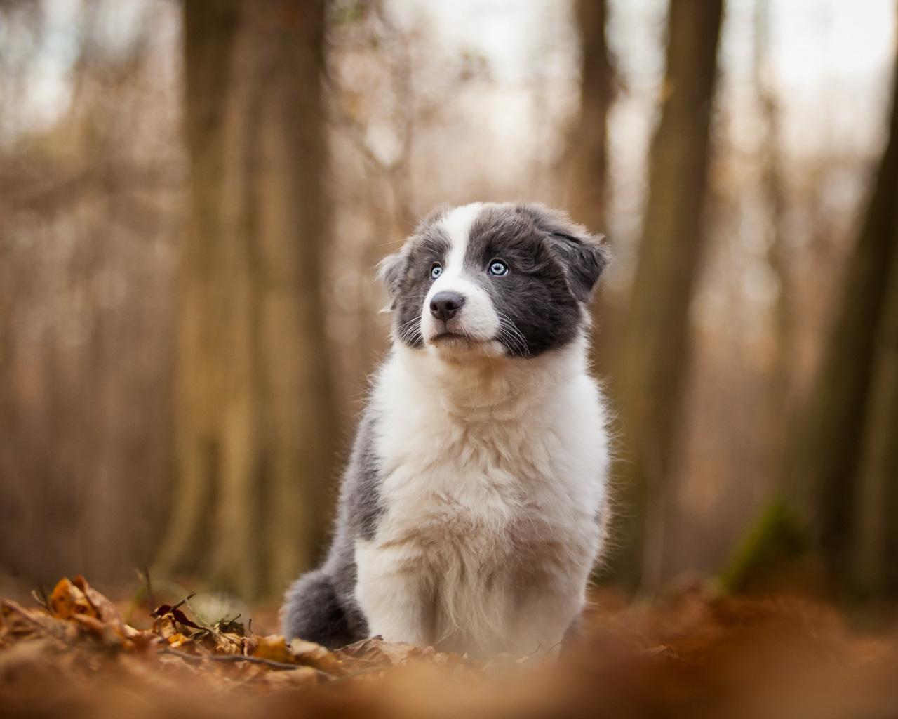 1280x1024 Border Collie (Puppy, Woods, Leaves) HD Dog Wallpaper
