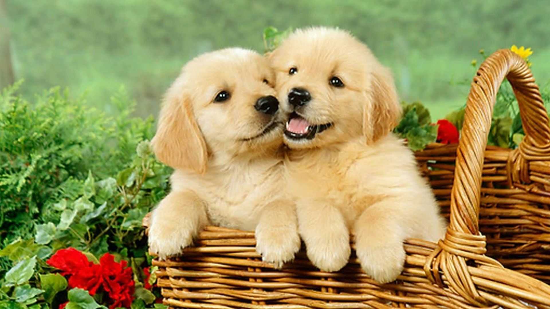 1920x1080 Cute Puppy Wallpaper