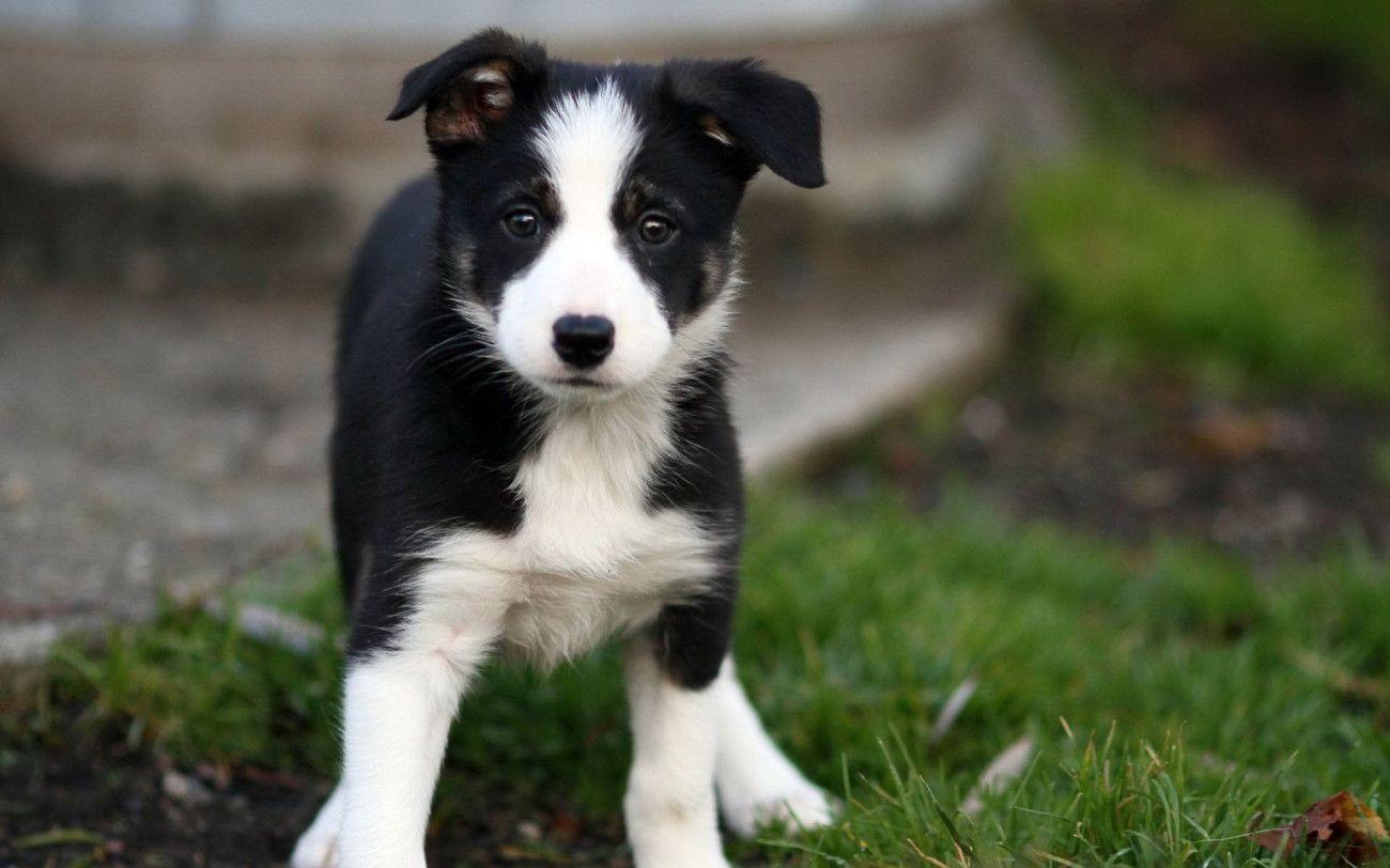 1300x812 Border Collie Puppies Wallpaper. Collie puppies, Border collie puppies, Border collie