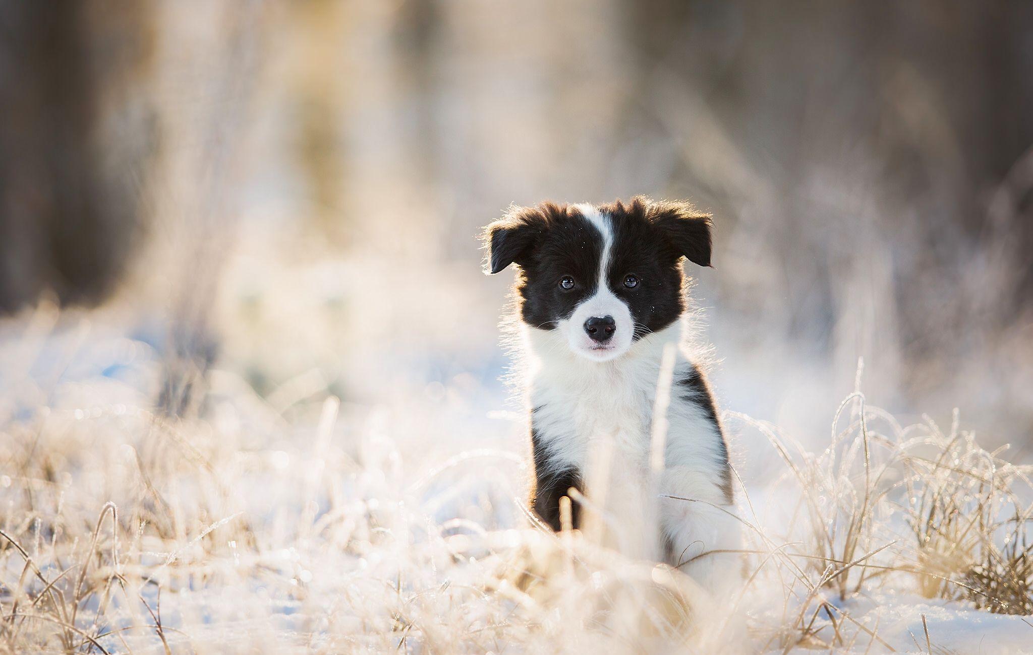 2048x1300 Border Collie Puppy Background HD Wallpaper