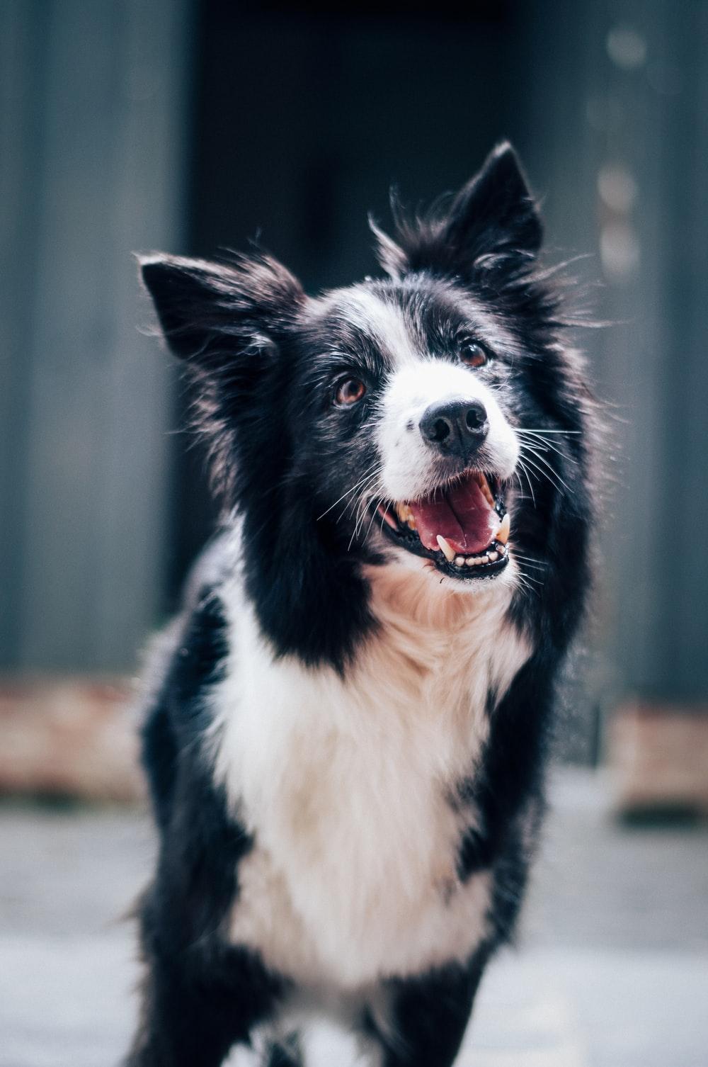 1000x1506 Border Collie Puppy Picture. Download Free Image