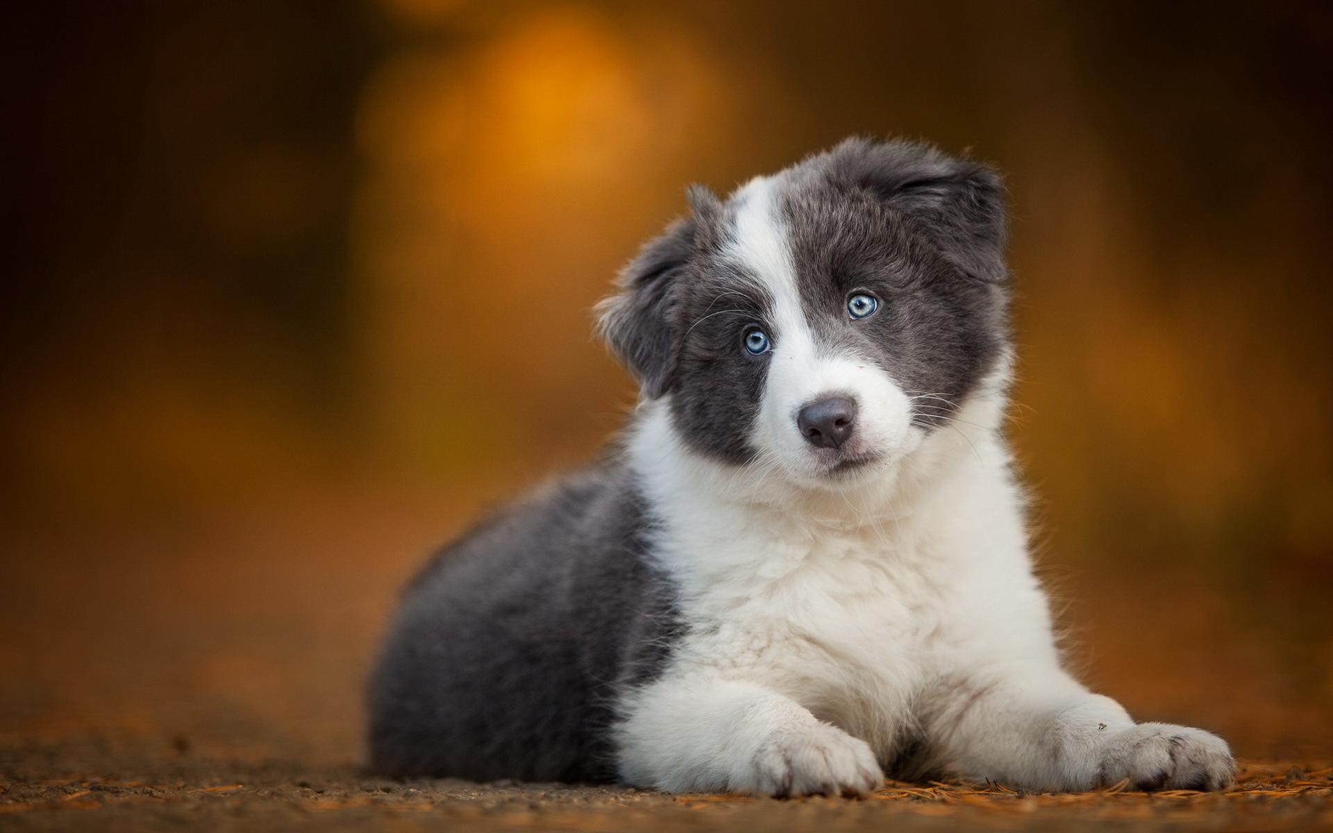 1920x1200 Photos puppies Border Collie dog animal Staring