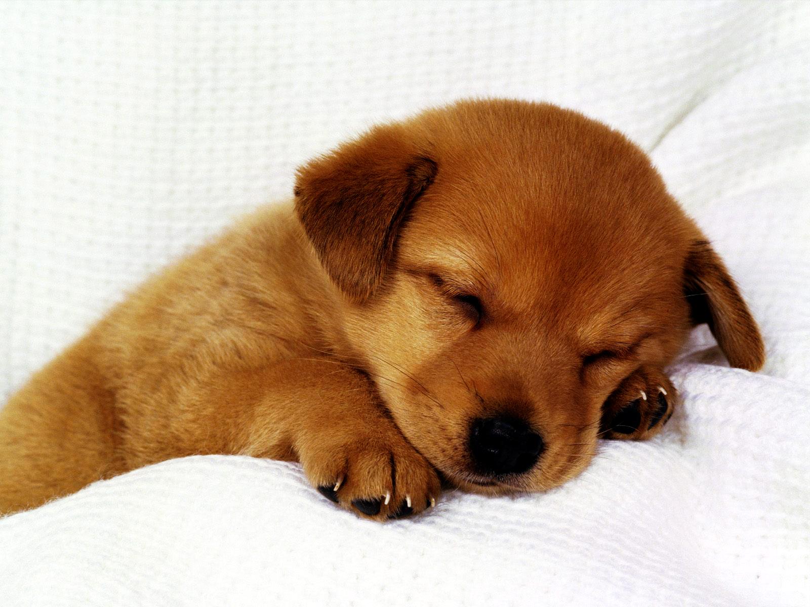 1600x1200 Cute Puppies for Wallpaper