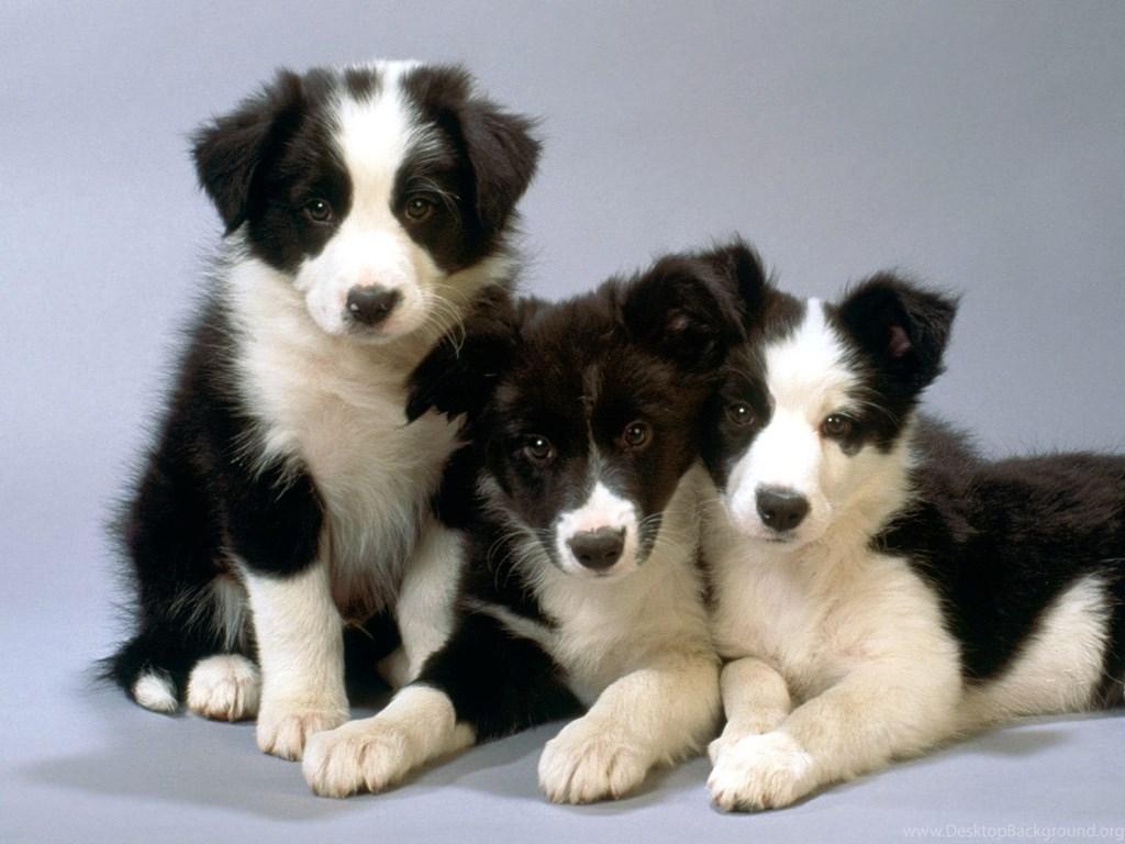 1024x768 Border Collie Puppies On A Gray Background Wallpaper And Image. Desktop Background