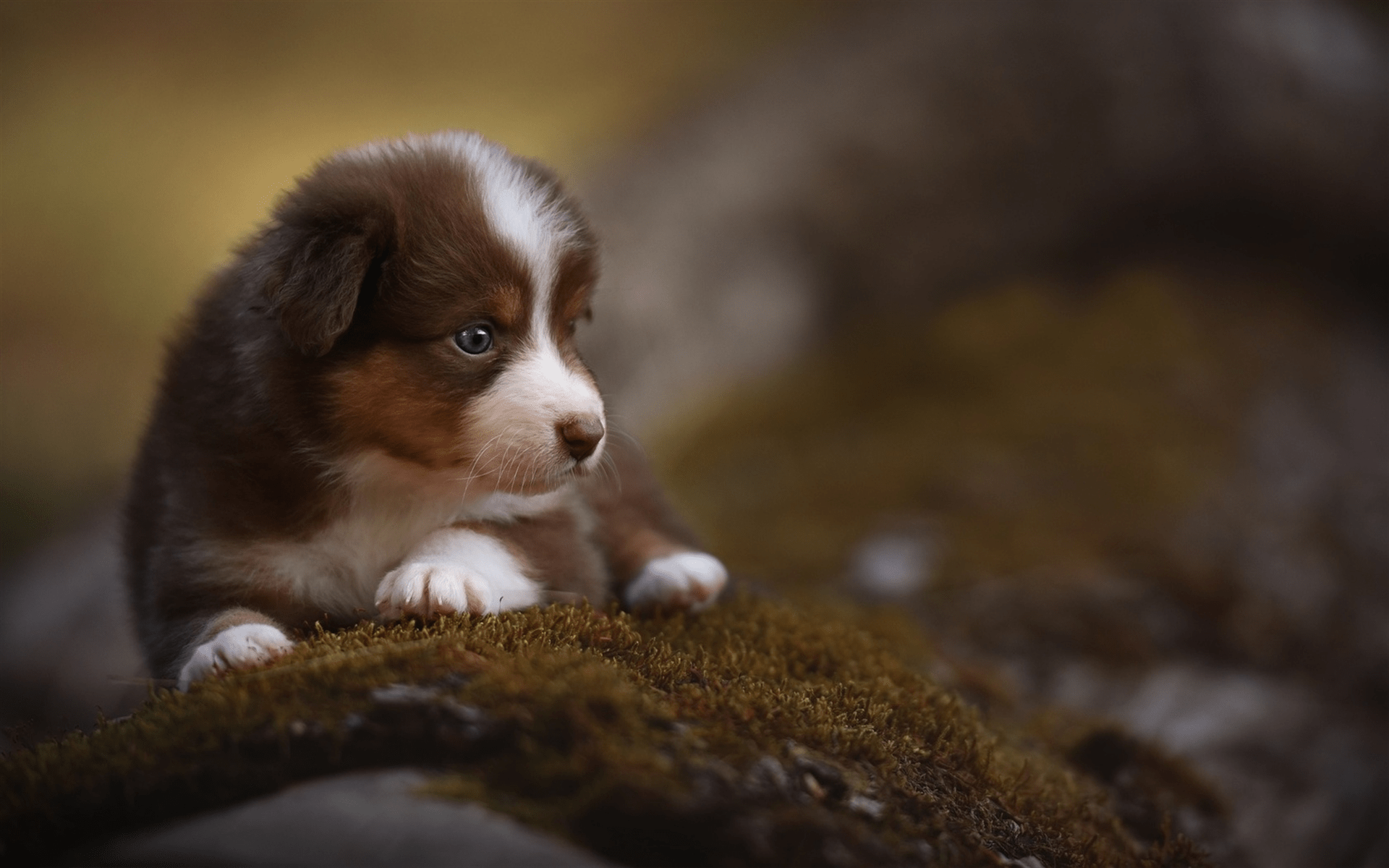 1920x1200 Download wallpaper Border Collie, bokeh, cute animals, pets, brown border collie, puppy, dogs, Border Collie Dog for desktop with resolution 1920x1200. High Quality HD picture wallpaper