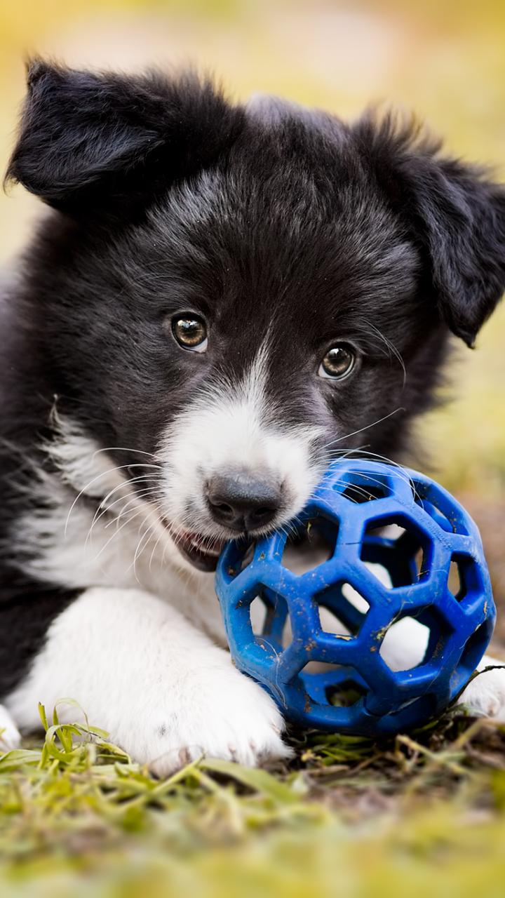 720x1280 Animal Border Collie