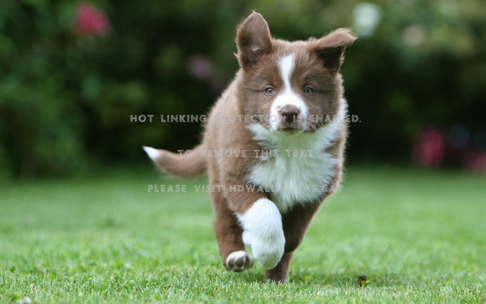 1920x1200 border collie puppy brown cute white green