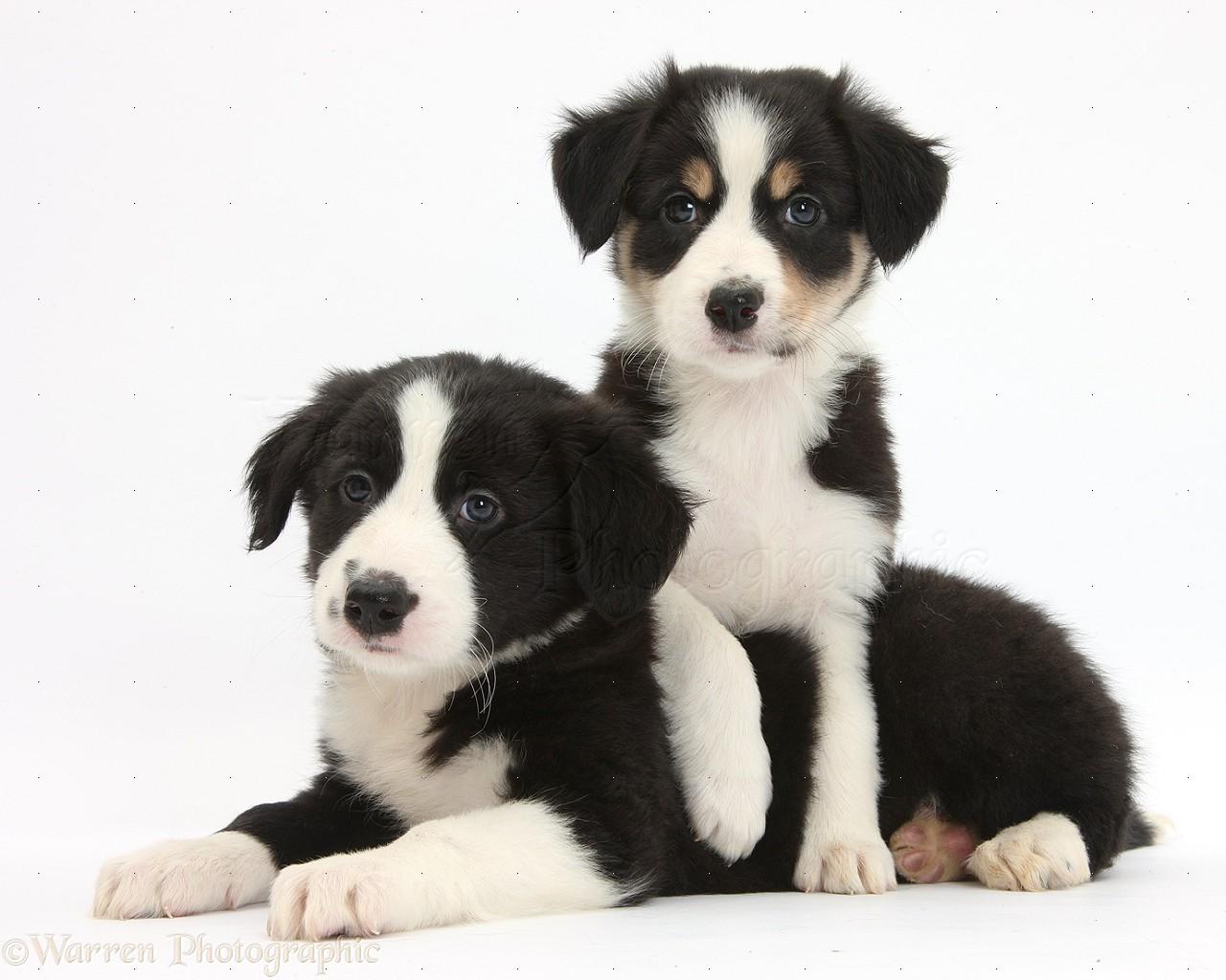 1280x1024 Free download Border Collie Puppy Dogs Pics Background Image [1280x1024] for your Desktop, Mobile & Tablet. Explore Puppy Dog Wallpaper Border. Dog Paw Print Wallpaper Border, Cat