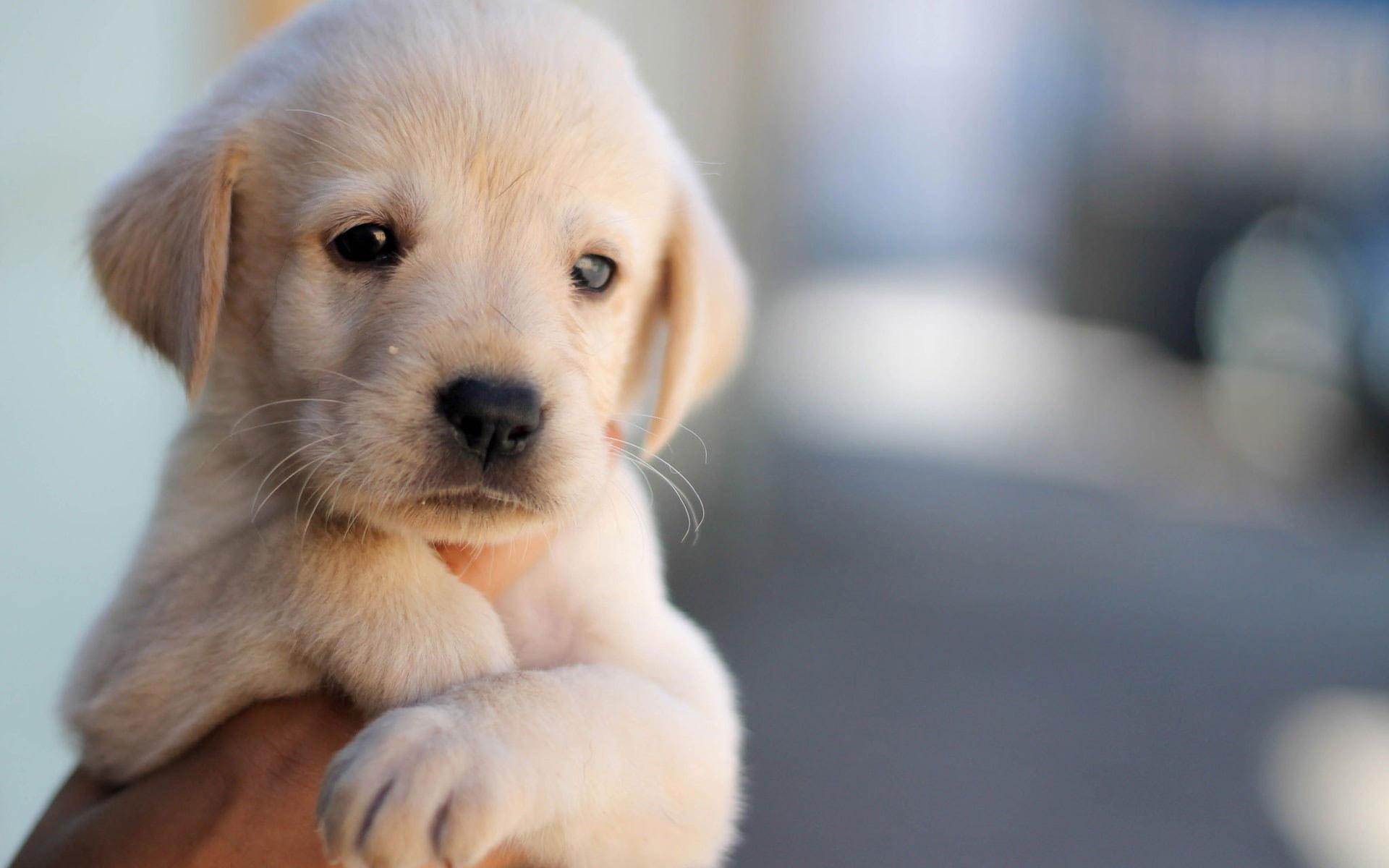 1920x1200 Cute Puppy Wallpaper, Dog, Pet, Face, Hand • Wallpaper For You