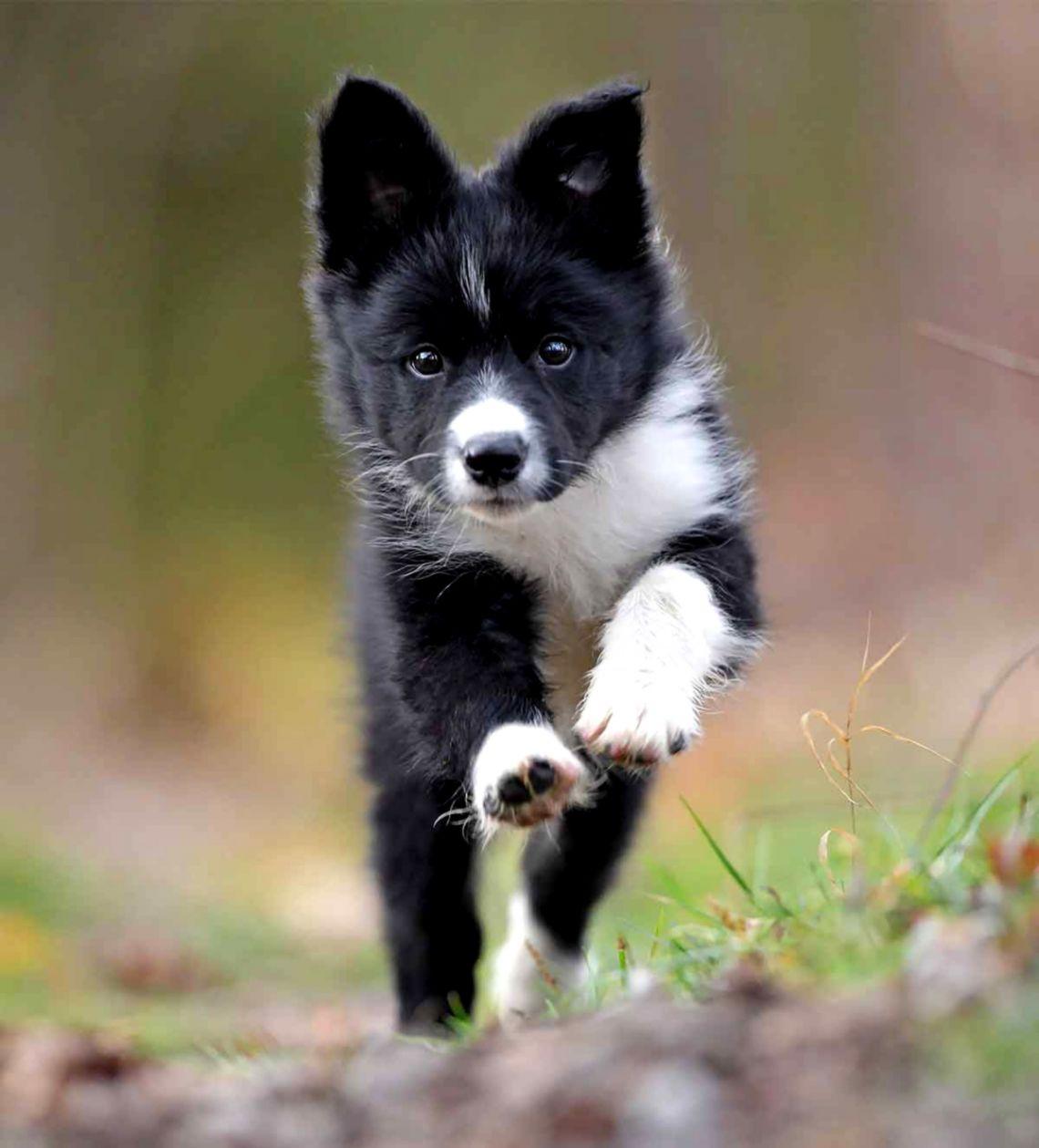 1140x1259 Cartoon Border Collie Wallpaper