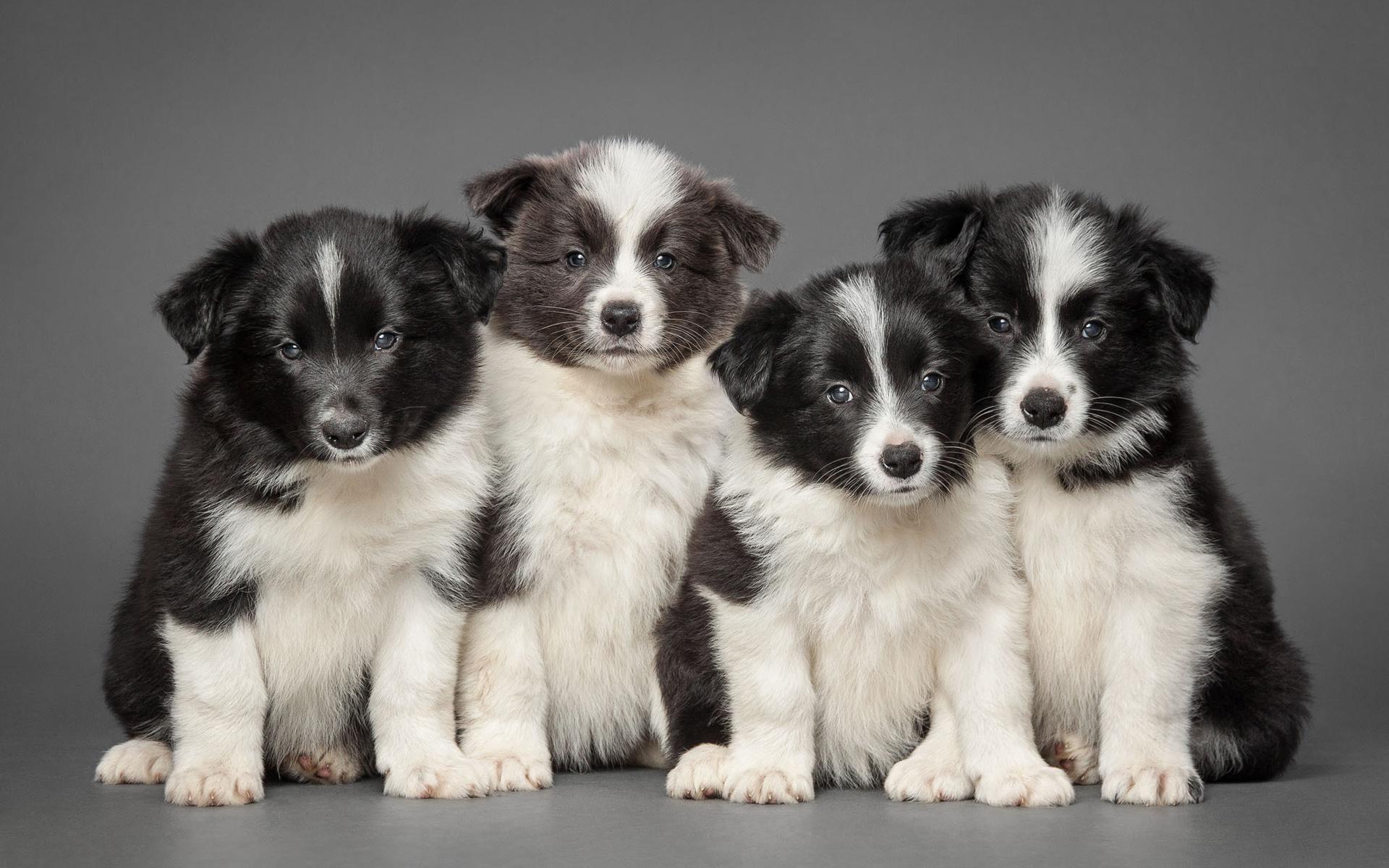 1920x1200 Download wallpaper Border Collie, dogs, pets, puppies, Border Collie Dog for desktop with resolution 1920x1200. High Quality HD picture wallpaper