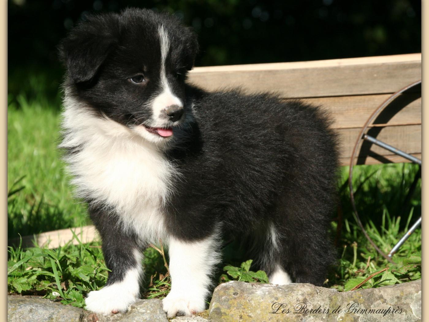 1400x1050 Border Collie puppy posing Desktop wallpaper 1400x1050
