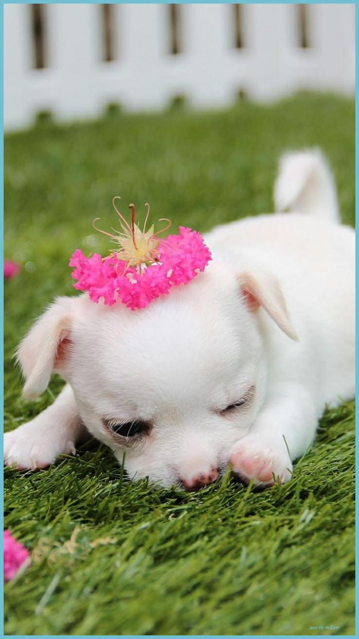 698x1241 Cute Puppy Wallpaper : Amazon