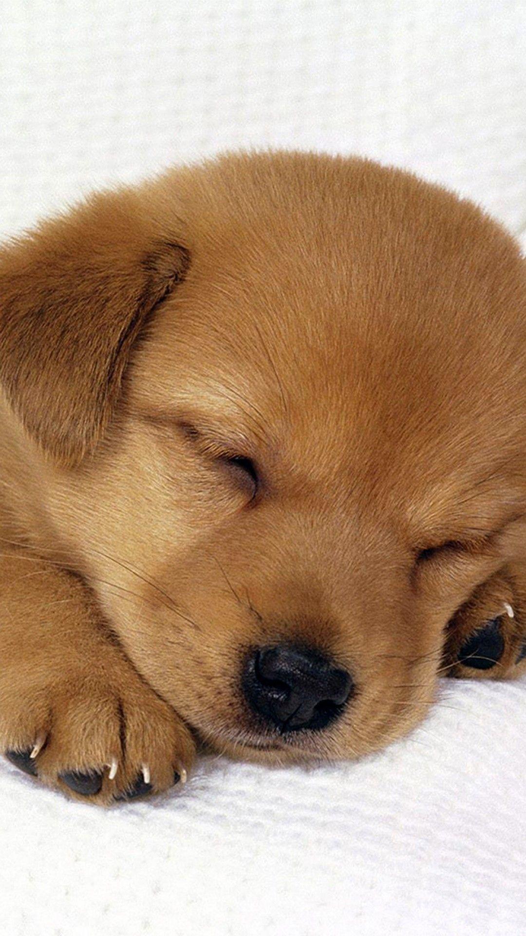 1080x1920 Cute Winter Puppy Wallpaper Top Free Cute Winter Puppy Puppy Wallpaper iPhone