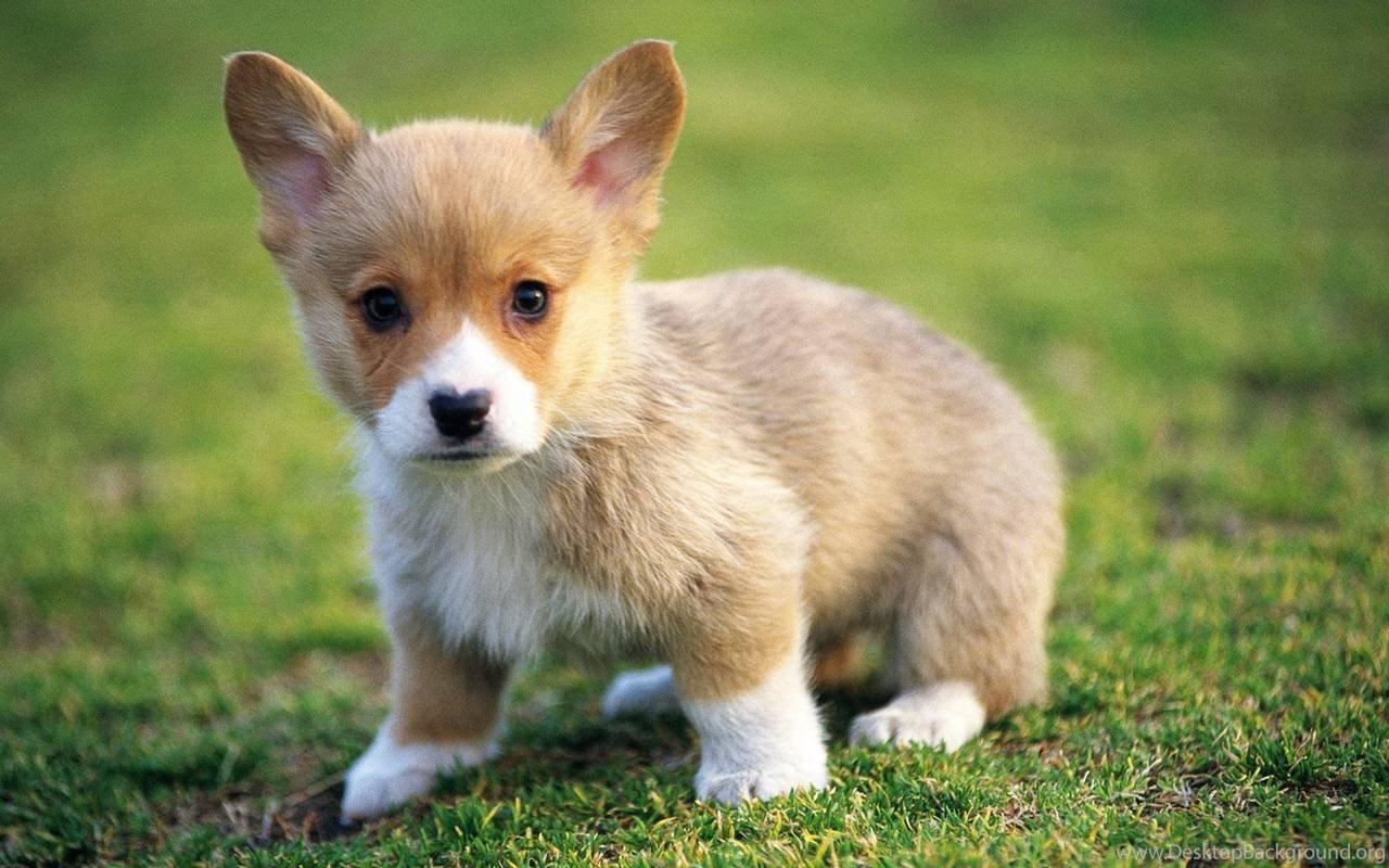 1280x800 Very Cute Puppy Wallpaper Puppies Wallpaper Resimkoy PetPicture Desktop Background