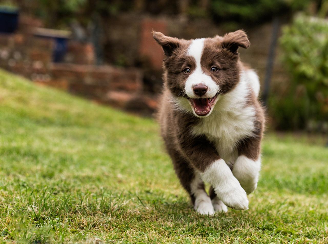 1280x953 Wallpaper Puppy Border Collie Run Grass animal