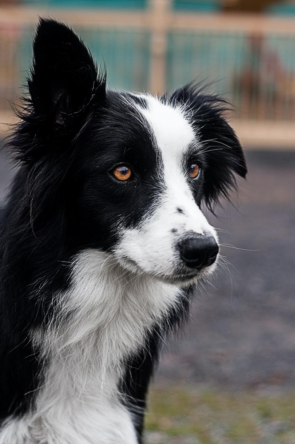 1000x1506 Border Collie Picture. Download Free Image