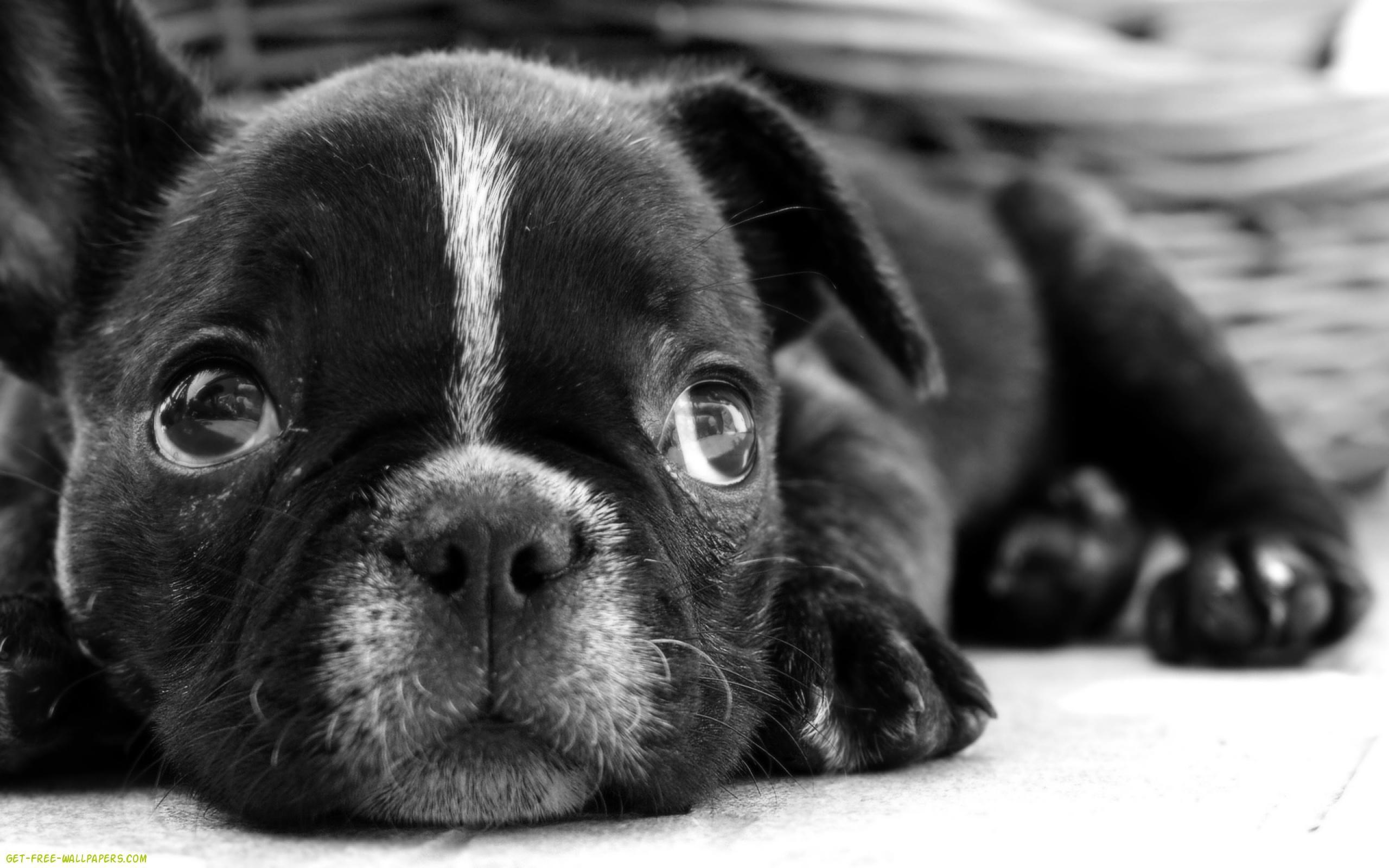 2560x1600 The 50 Best Puppy Wallpaper Best