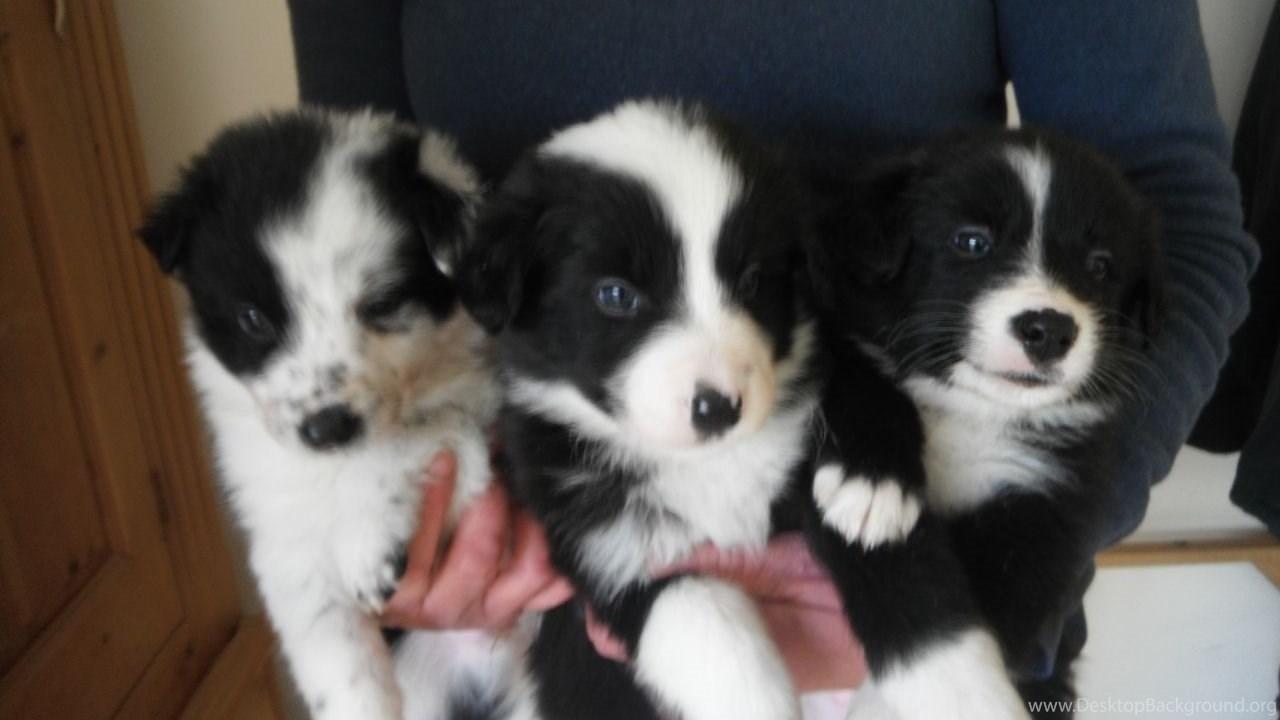 1280x720 Border Collie Puppies For Free 33 Desktop Wallpaper. Desktop Background