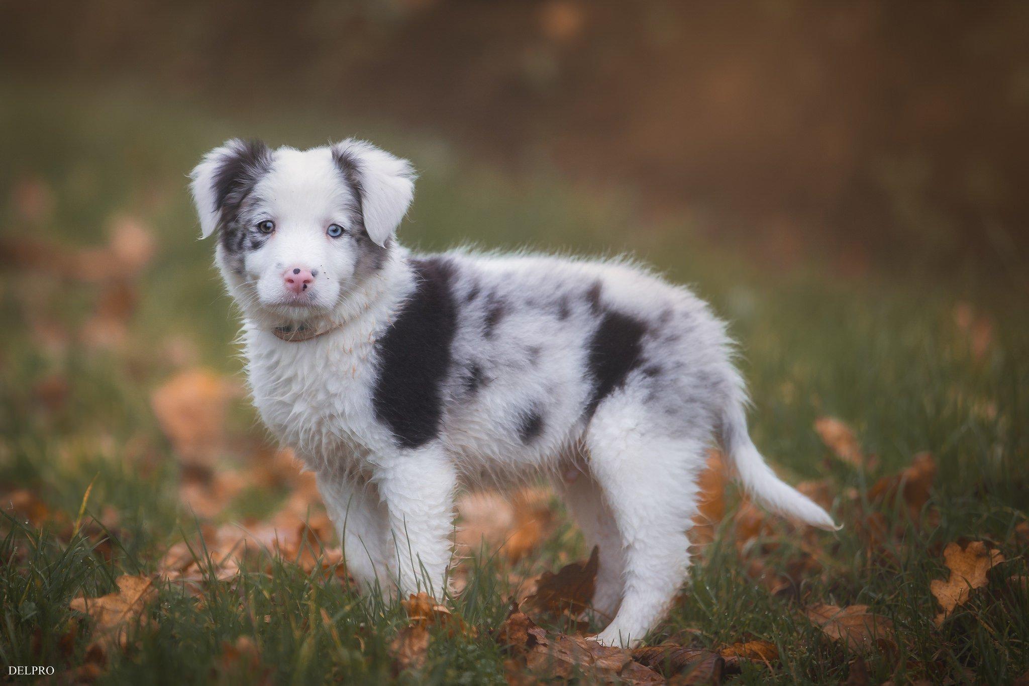 2048x1365 border, Collie, Dog, Puppy, Leaves, Baby Wallpaper HD / Desktop and Mobile Background