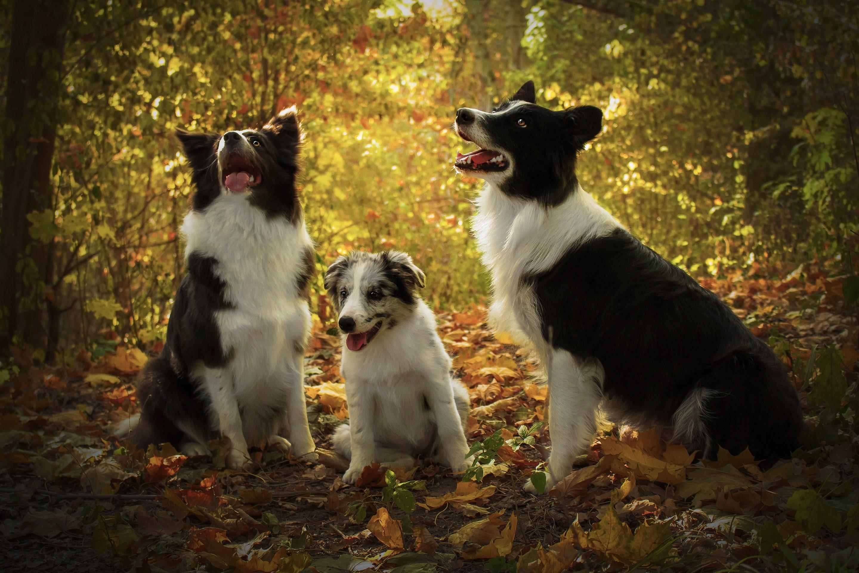 2880x1920 Border Collie HD wallpaper, Background