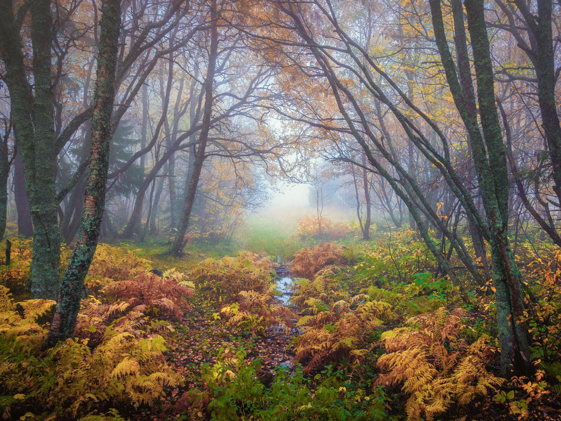 1920x1440 Forest Magical Colors In Autumn Trondheim Norway Landscape Nature 4k Ultra HD Desktop Wallpaper For Computers Laptop Tablet And Mobile Phones 3840x2400 :