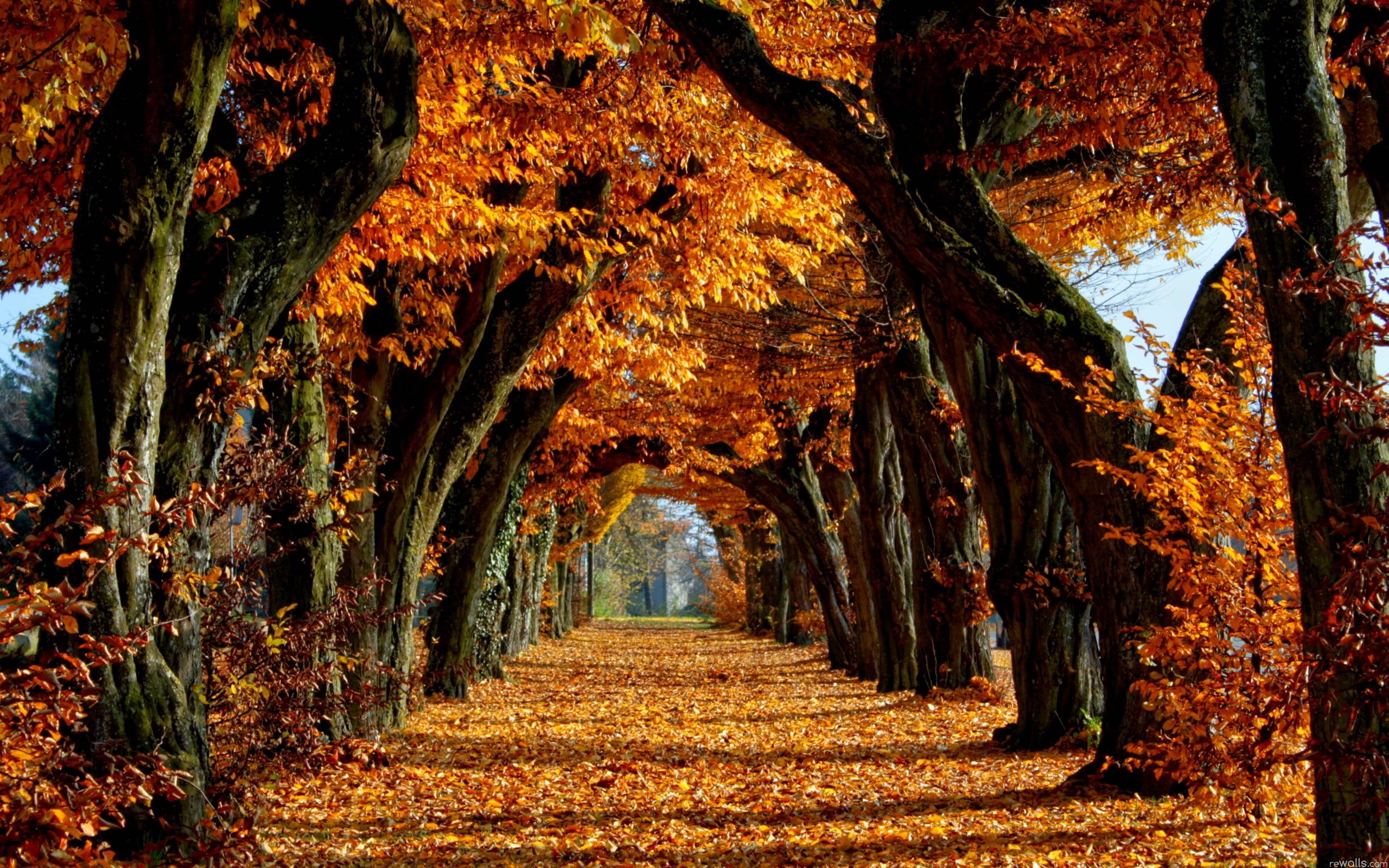 2560x1600 Fall Nature Wallpaper