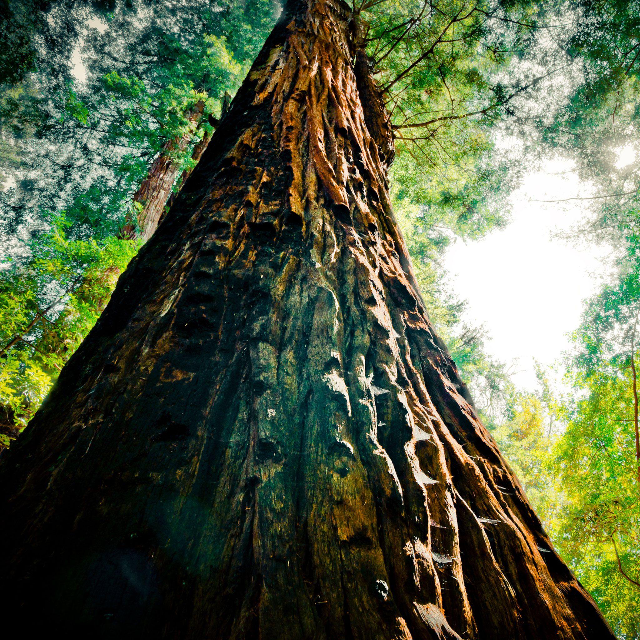 Redwood Forest iPhone Wallpapers Top Free Redwood Forest iPhone