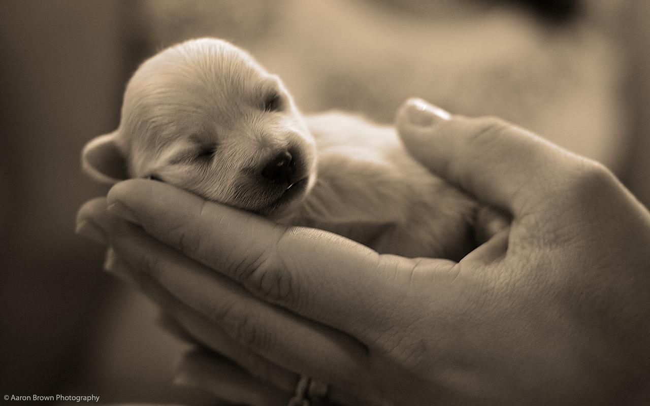 1280x800 Cute Puppies :)