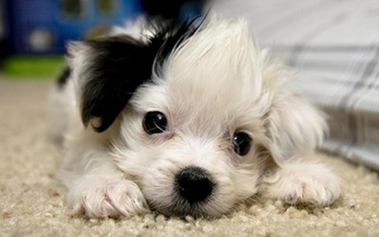 1280x800 Free download Cute Puppies Puppies Wallpaper 22040895 [1280x800] for your Desktop, Mobile & Tablet. Explore Cute Dogs And Puppies Wallpaper. Funny Puppy Wallpaper, Cute Puppy Photo Wallpaper, Adorable Puppy Wallpaper
