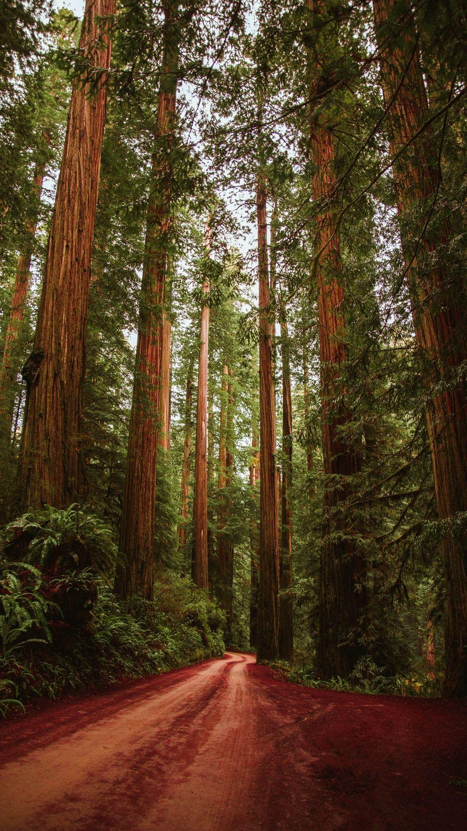 Redwood Forest  iPhone Wallpapers  Top Free Redwood Forest  