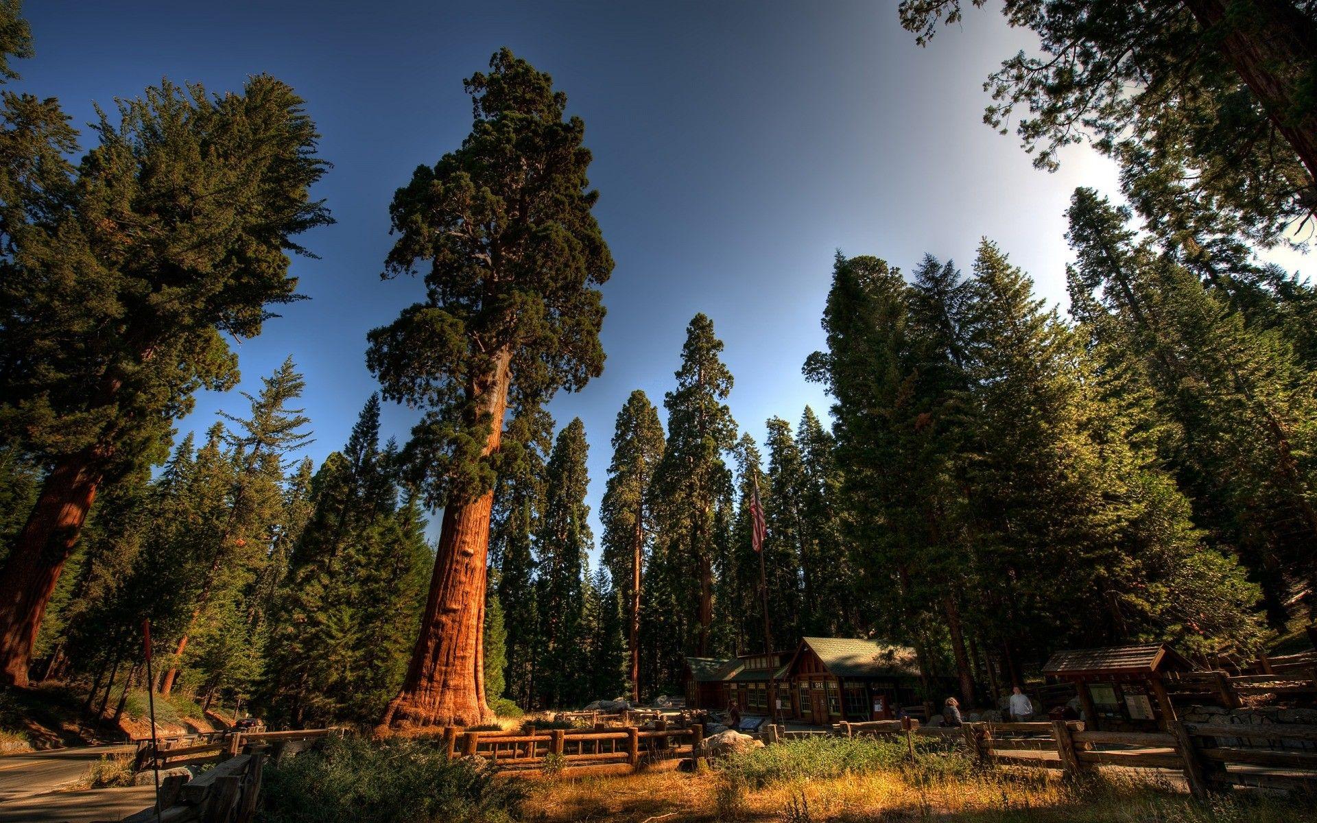 1920x1200 Redwood Forest Wallpaper