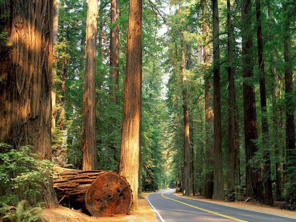 1024x768 Redwood Forest Wallpaper