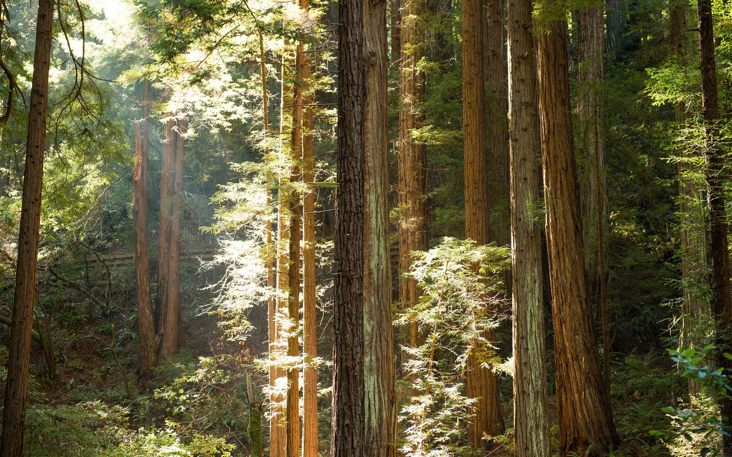 2560x1600 Redwood Forest Wallpaper