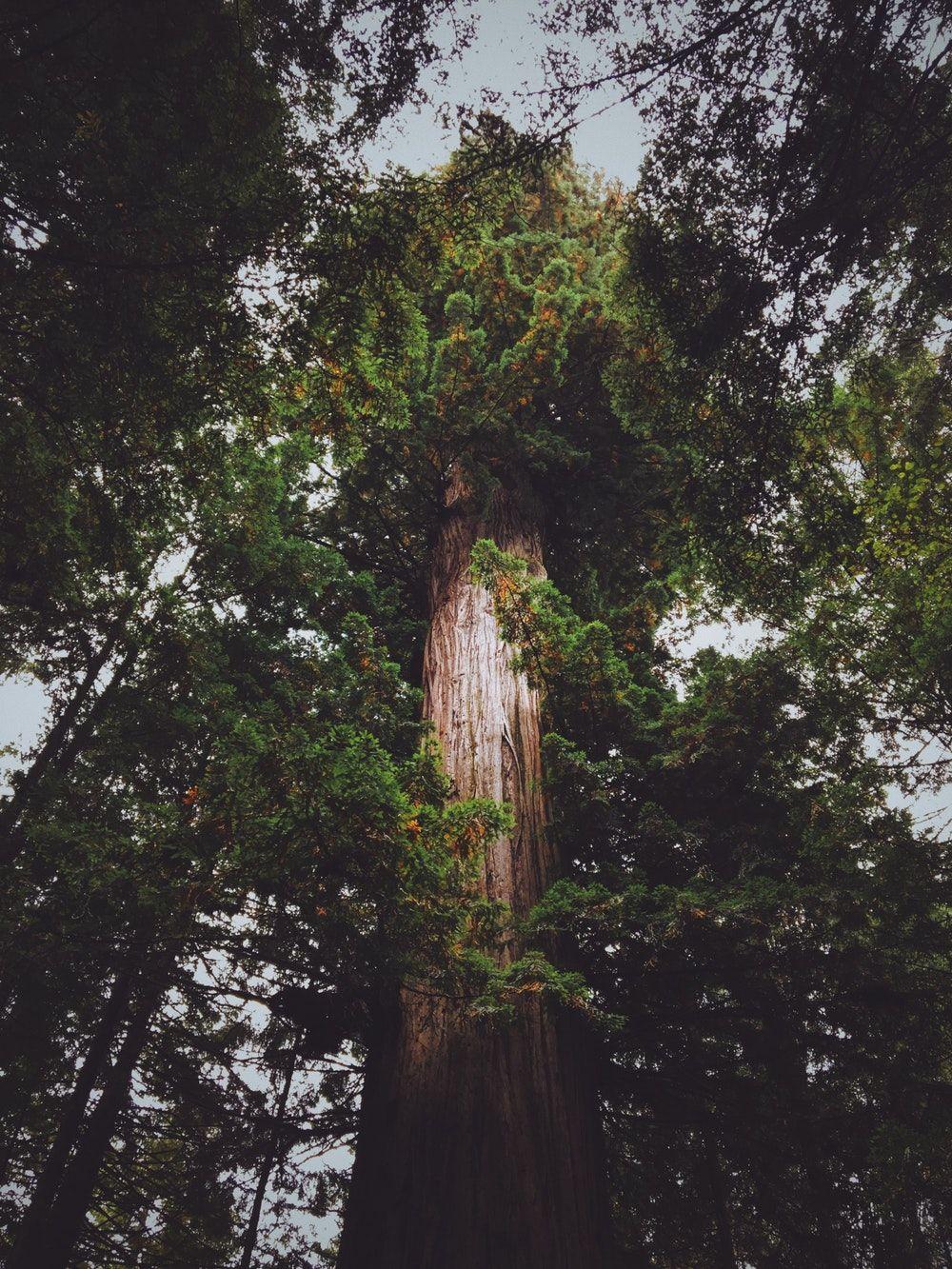 1000x1333 Redwood Forest Picture. Download Free Image