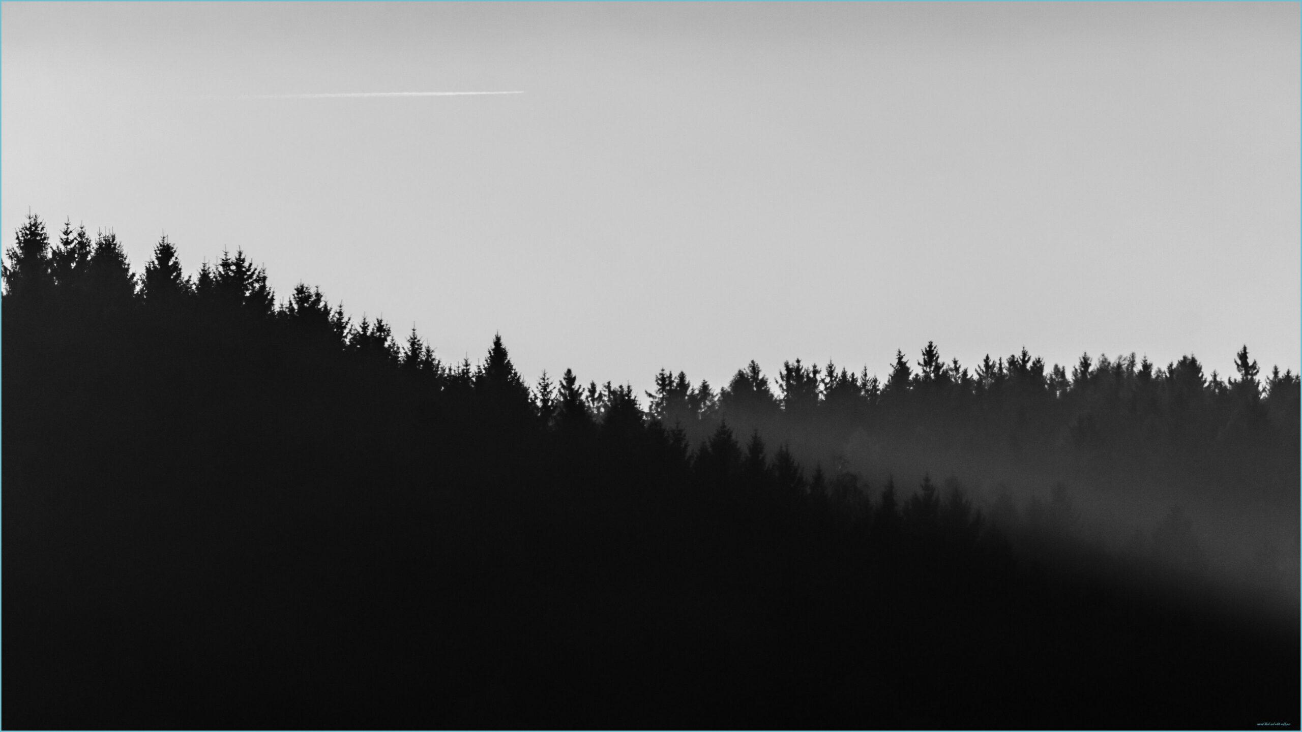 2560x1440 Black And White Minimalist Laptop Wallpaper Free Black And Black And White Wallpaper