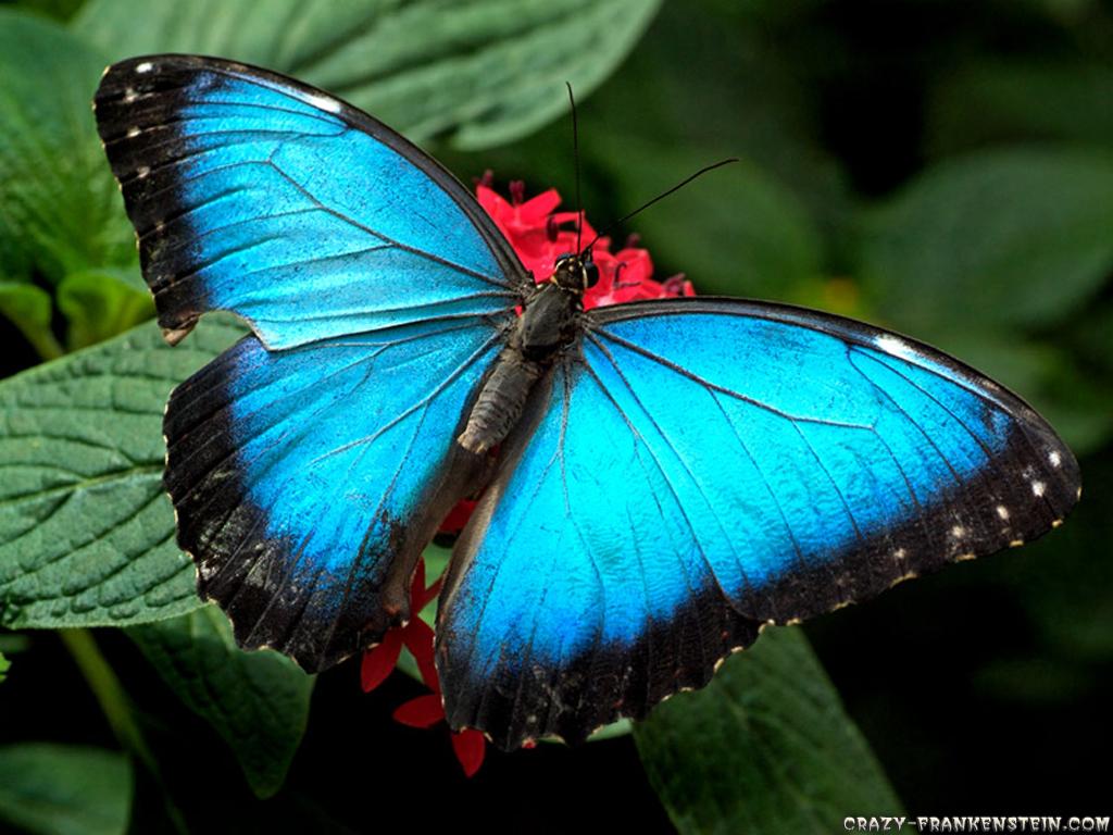 1024x768 Butterfly HD Desktop Wallpaper