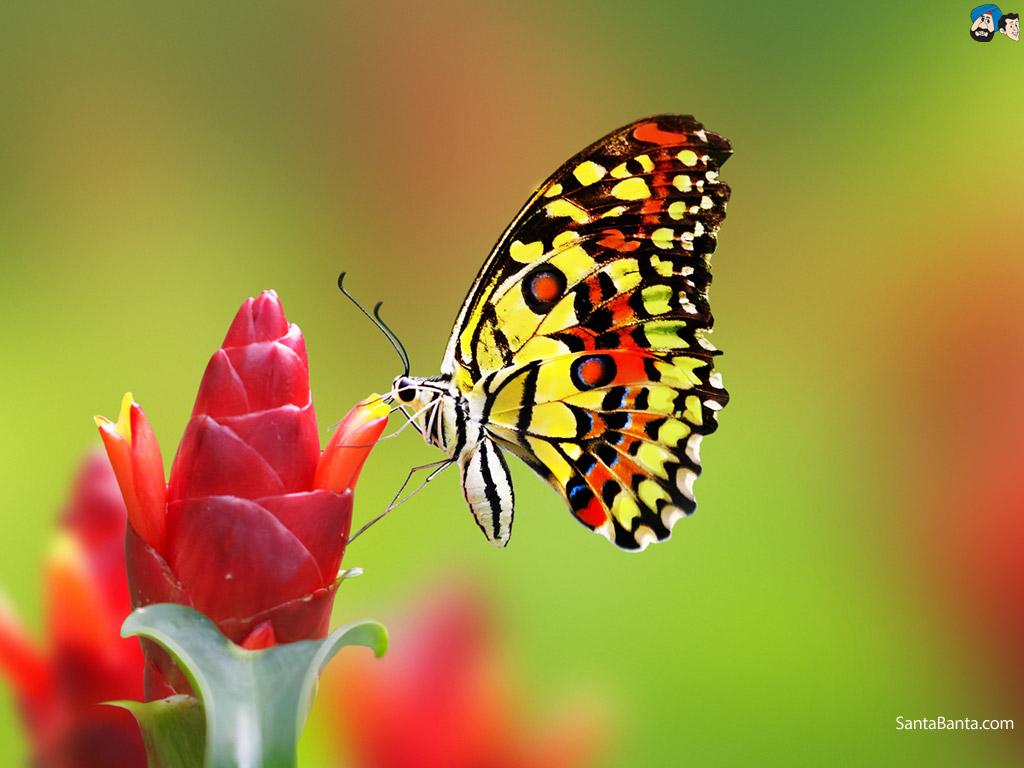 1024x768 Butterfly wallpaperx768