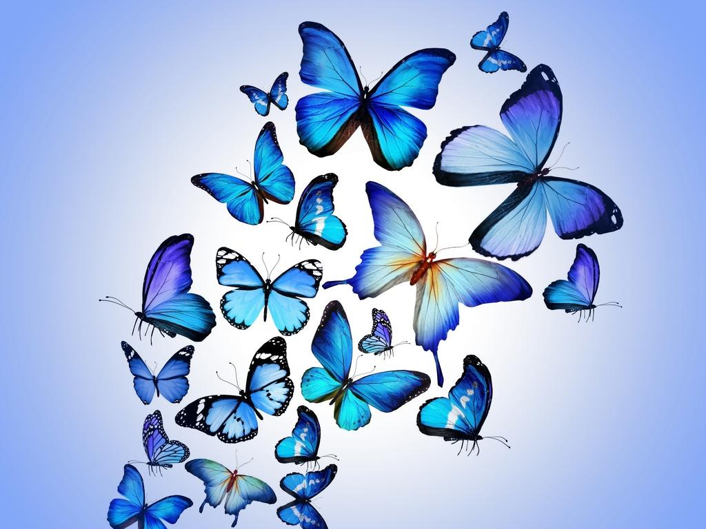 1024x768 Butterfly Art 1024x768 Resolution HD 4k Wallpaper, Image, Background, Photo and Picture