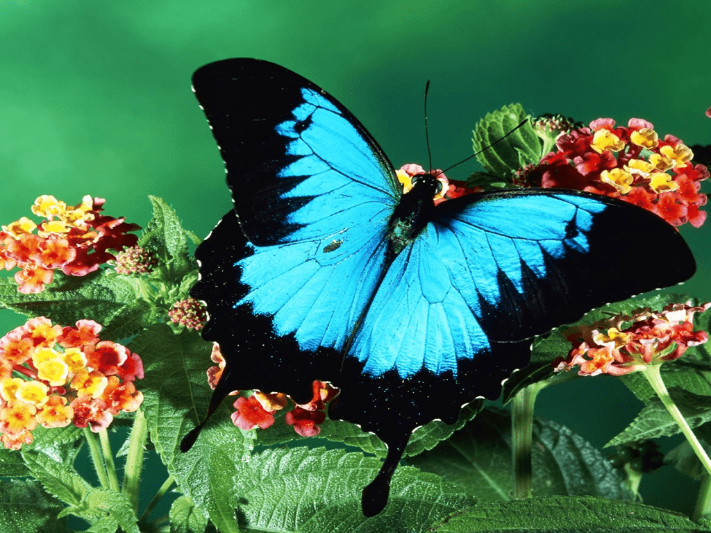 1024x768 Butterfly wallpaperx768