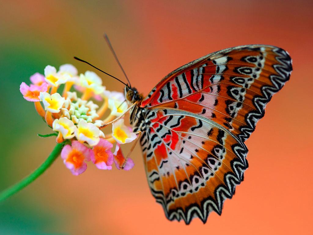 1024x768 Butterfly wallpaperx768