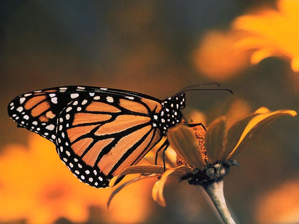 1024x768 Monarch Butterfly Widescreen Wallpaper 21104