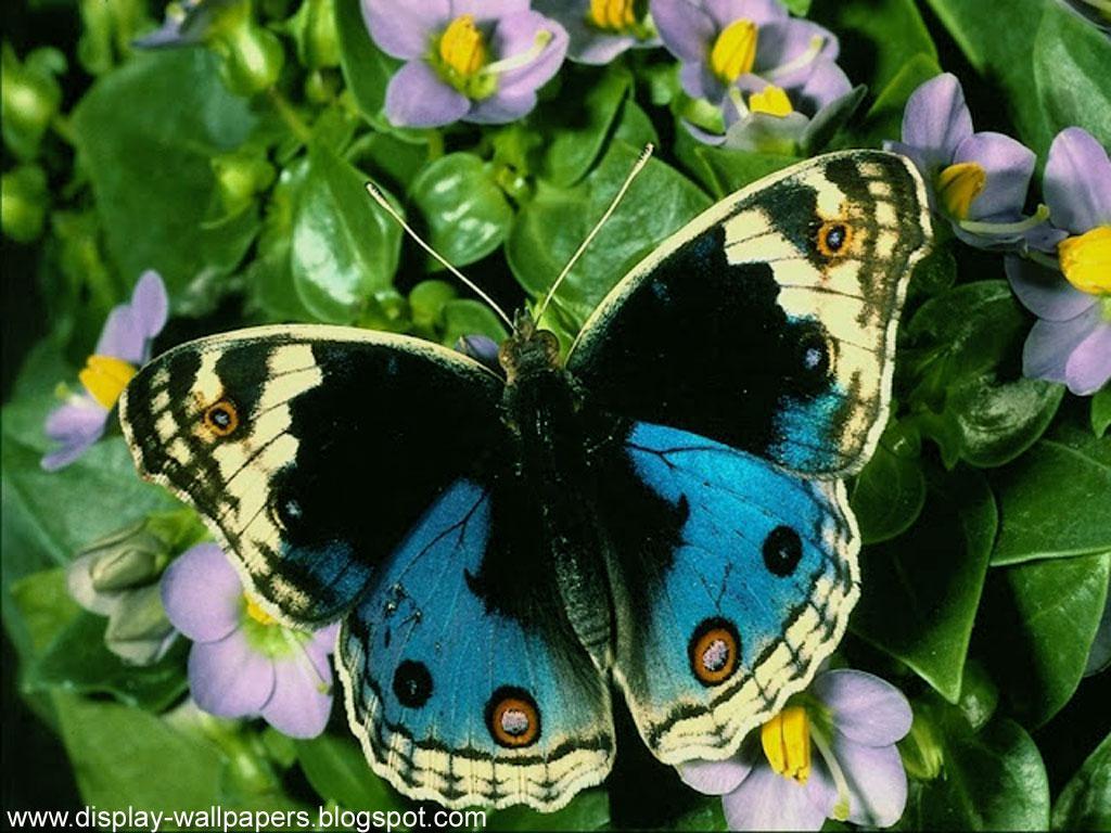 1024x768 Hd Butterfly Desktop Wallpaper Buterrfly Wallpaper HD