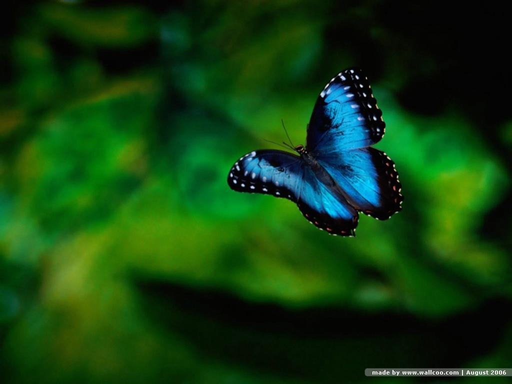1024x768 Butterfly on Flowers Butterfly Wallpaper 1024x768 NO.5 Desktop Wallpaper