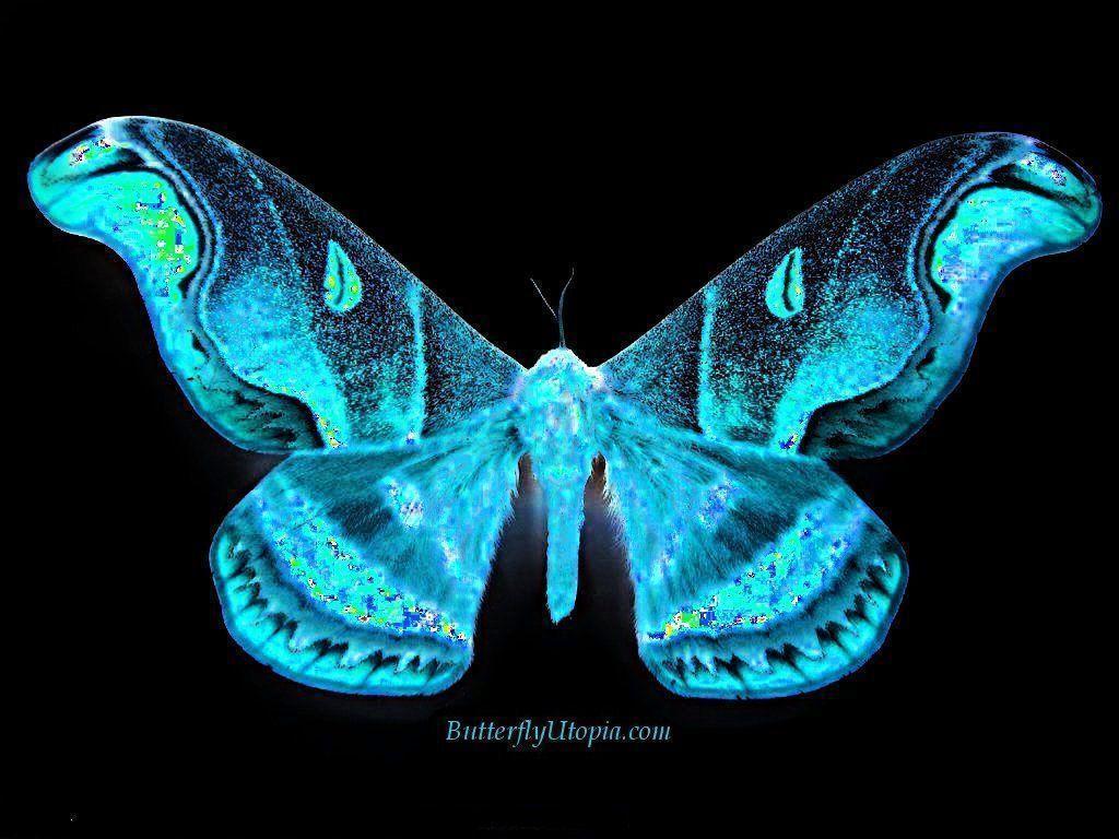 1024x768 Butterfly Background Free
